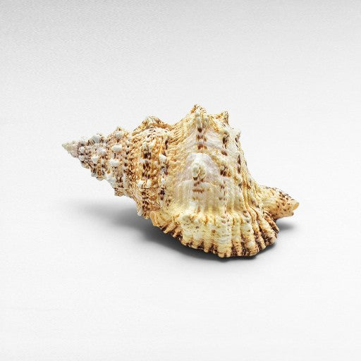 DECORATIVE SEA CREATURES - Chora Mykonos