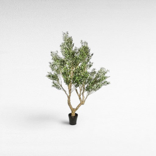 OLIVE TREE LARGE