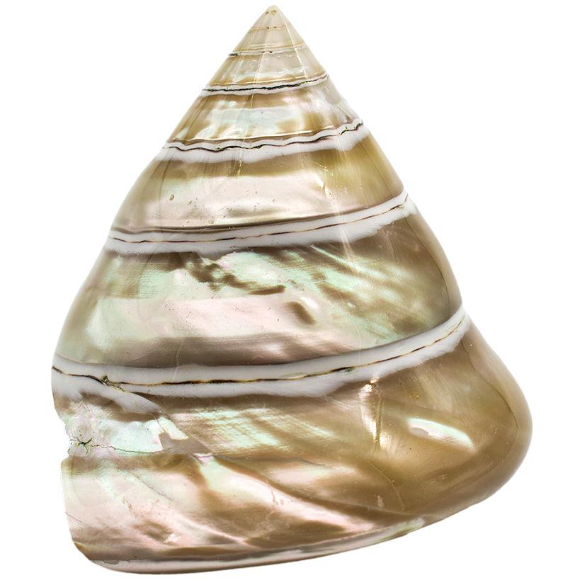 DECORATION ITEM SHELL - Chora Mykonos