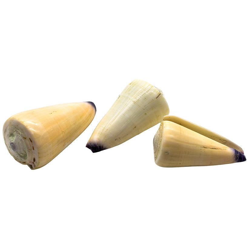 DECORATION ITEM SHELLS SET OF 3 5x5x9cm - Chora Mykonos
