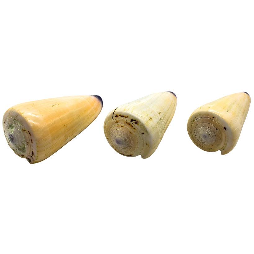 DECORATION ITEM SHELLS SET OF 3 5x5x9cm - Chora Mykonos