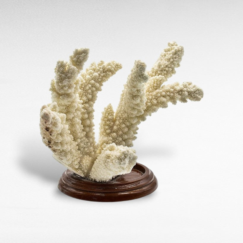 DECORATIVE SEA CREATURES LARGE - Chora Mykonos