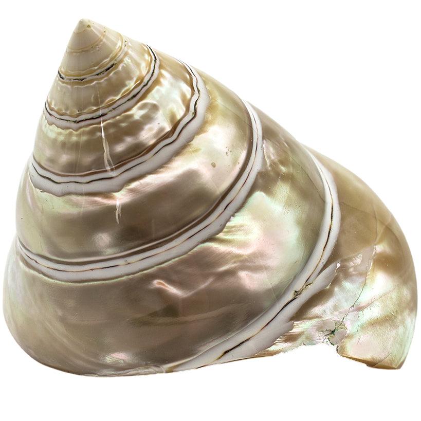 DECORATION ITEM SHELL - Chora Mykonos