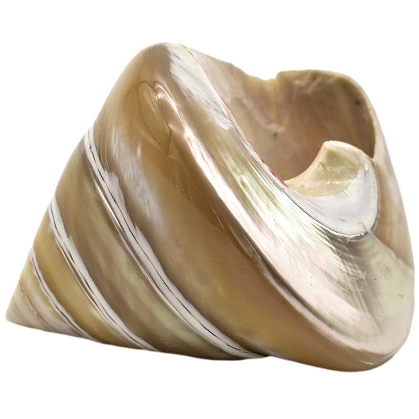 DECORATION ITEM SHELL - Chora Mykonos