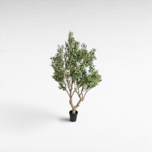 OLIVE TREE LARGE