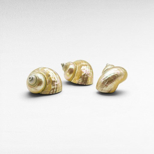 DECORATIVE SEA CREATURES - Chora Mykonos
