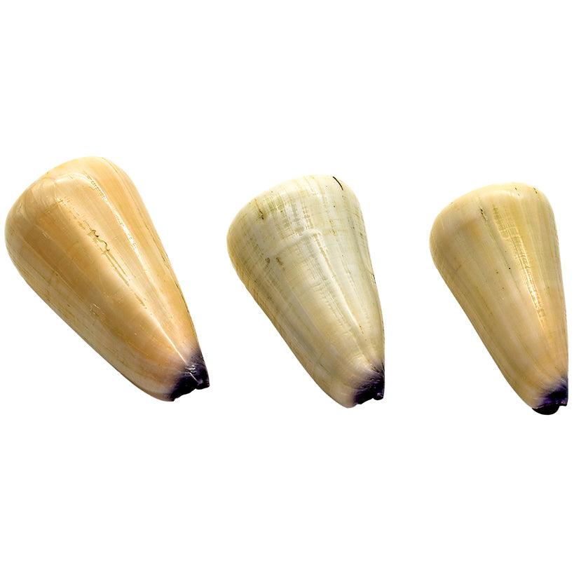 DECORATION ITEM SHELLS SET OF 3 5x5x9cm - Chora Mykonos