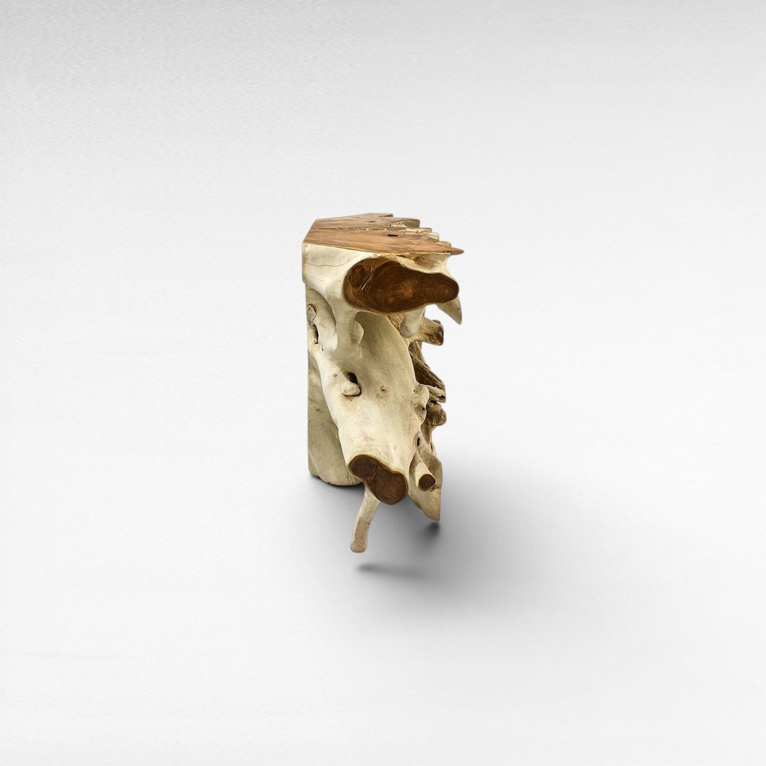 TEAK WOOD ROOT WITH GLASS BLEACHED & NATURAL COLOR W200 |D40 |H80 CM