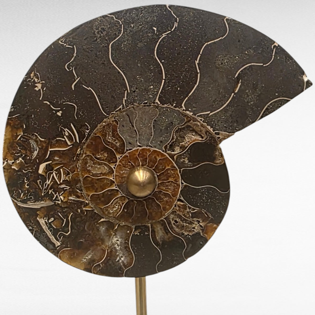 ANEMONE SET OF 2