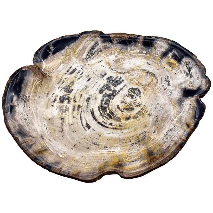 TRAY PETRIFIED WOOD - Chora Mykonos