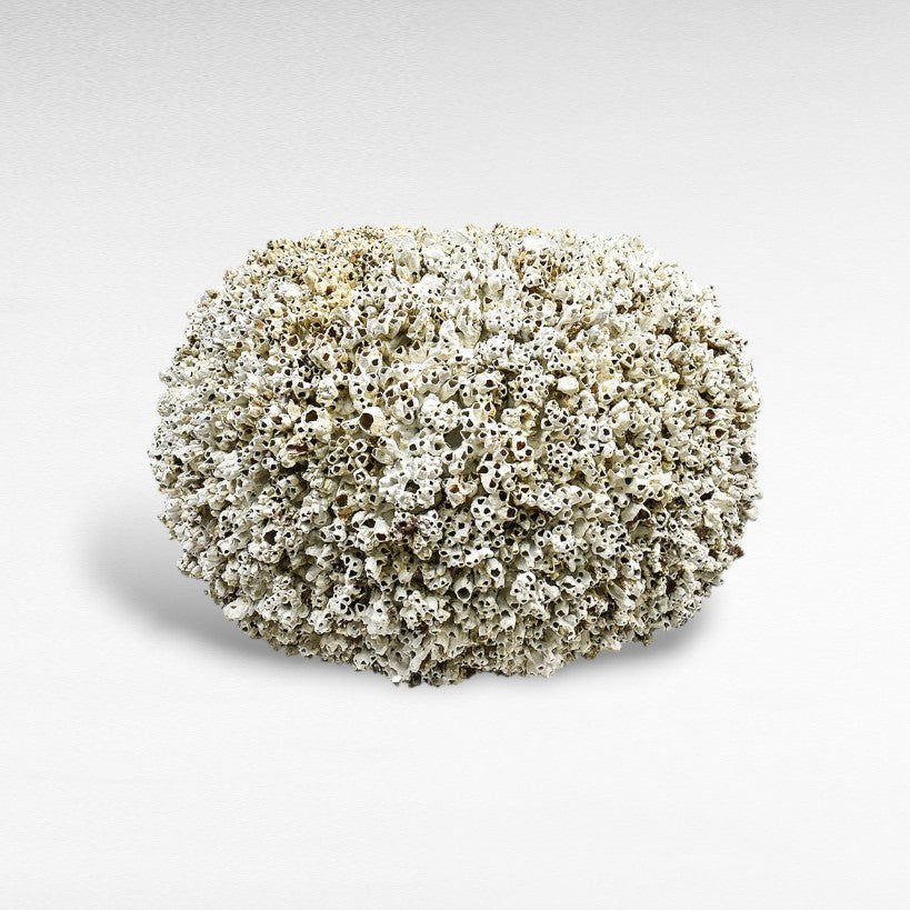 TERRACOTTA WITH CORALS PLANTER W85 |D85 |H60 CM