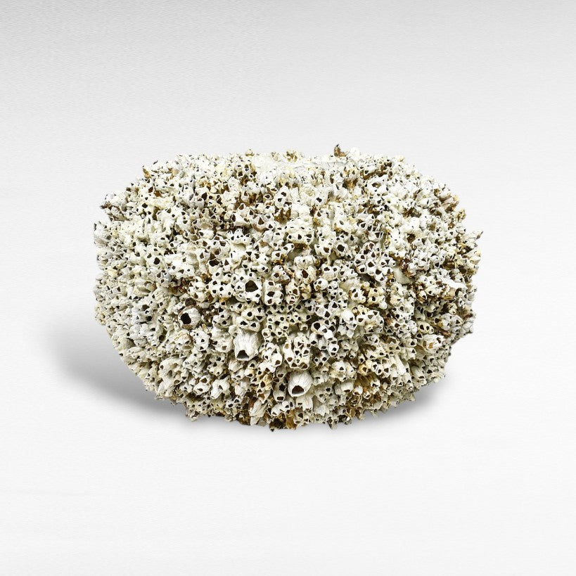 PLANTER WITH CORALS Φ70 |H50 CM