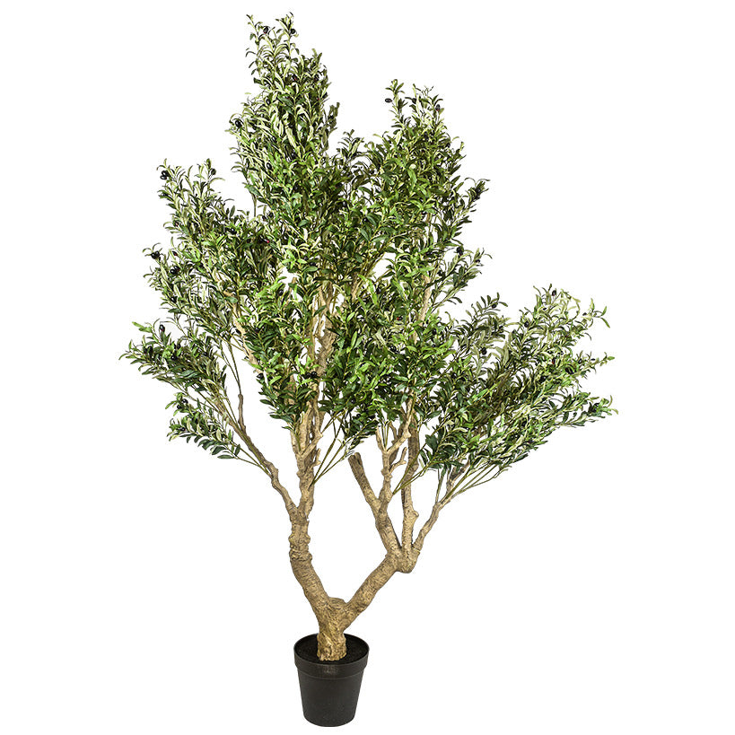 OLIVE TREE LARGE