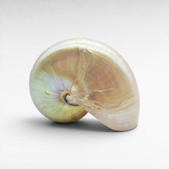 DECORATIVE SEA CREATURES - Chora Mykonos