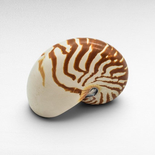 DECORATIVE SEA CREATURES - Chora Mykonos