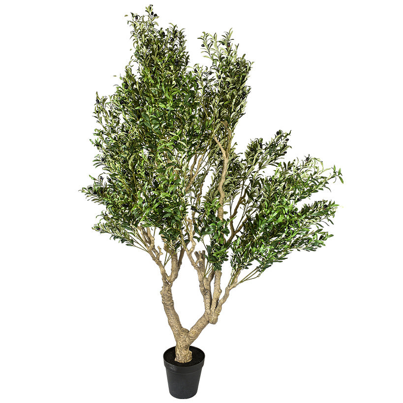 OLIVE TREE LARGE