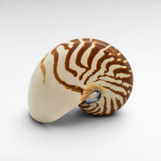 DECORATIVE SEA CREATURES - Chora Mykonos