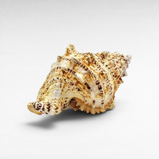 DECORATIVE SEA CREATURES - Chora Mykonos