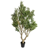 OLIVE TREE LARGE