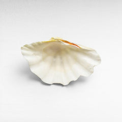 DECORATIVE SEA CREATURES SMALL - Chora Mykonos