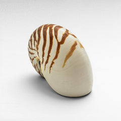 DECORATIVE SEA CREATURES - Chora Mykonos