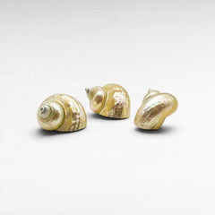 DECORATIVE SEA CREATURES - Chora Mykonos