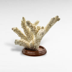 DECORATIVE SEA CREATURES LARGE - Chora Mykonos
