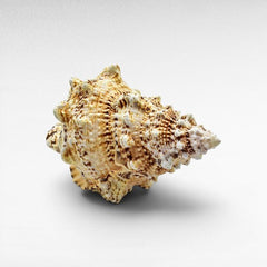 DECORATIVE SEA CREATURES - Chora Mykonos