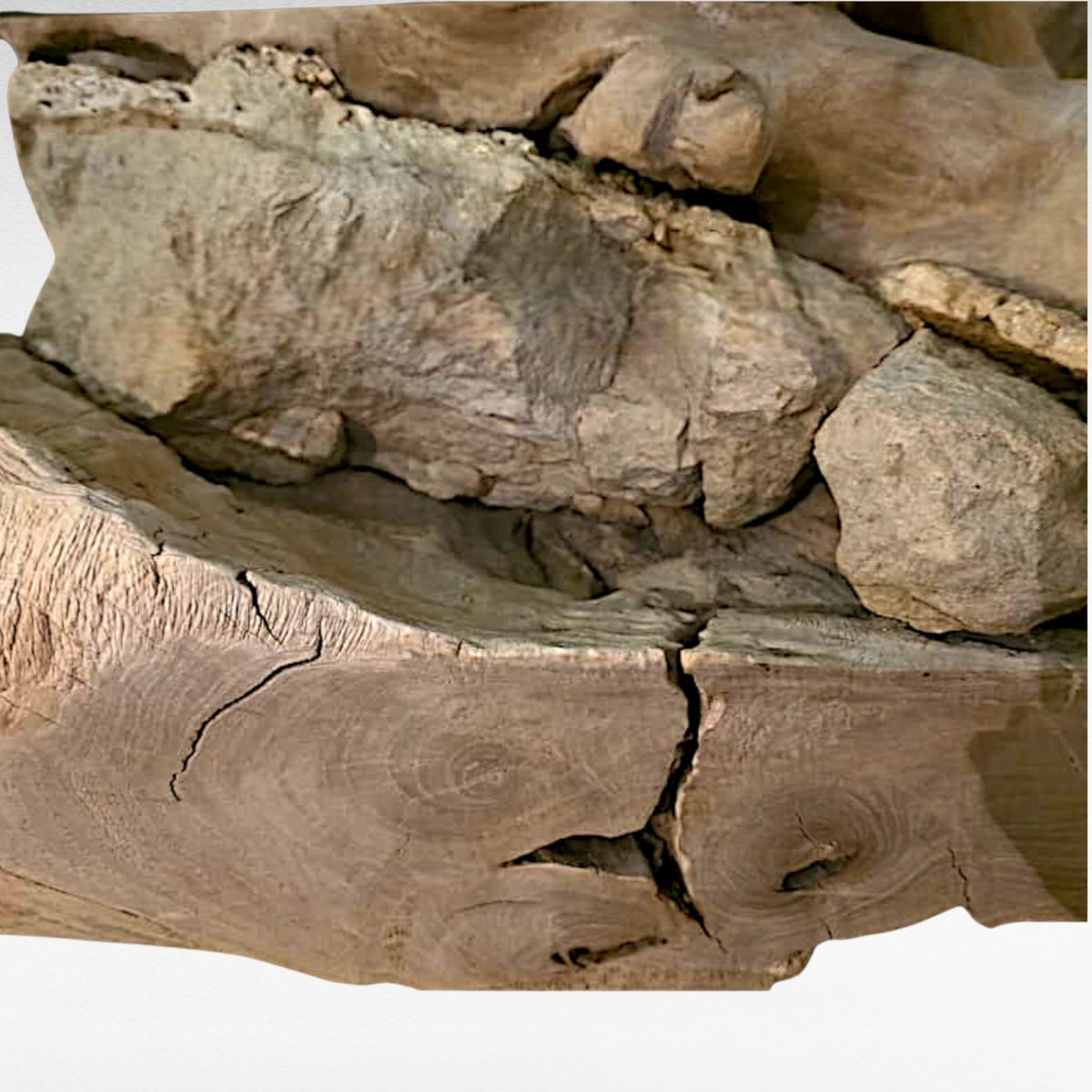 ROOT COFFEE TABLE