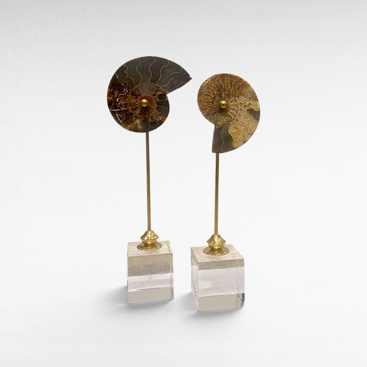 ANEMONE SET OF 2