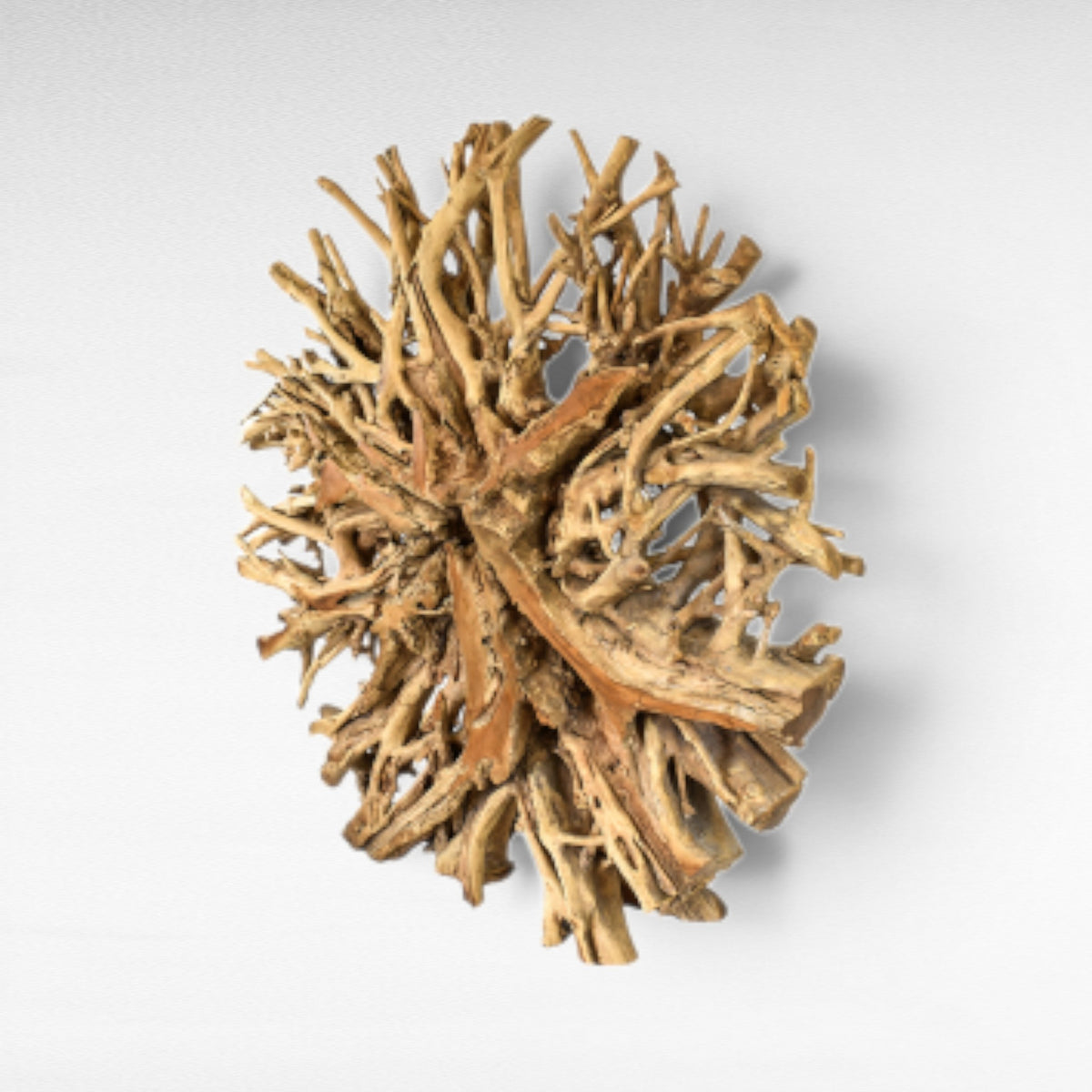 NATURAL ROOT CIRCLE Φ200 CM