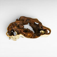 Chora Barefoot Luxury Living natural suar wood coffee table with organic, hollowed-out design and rich wood grain.