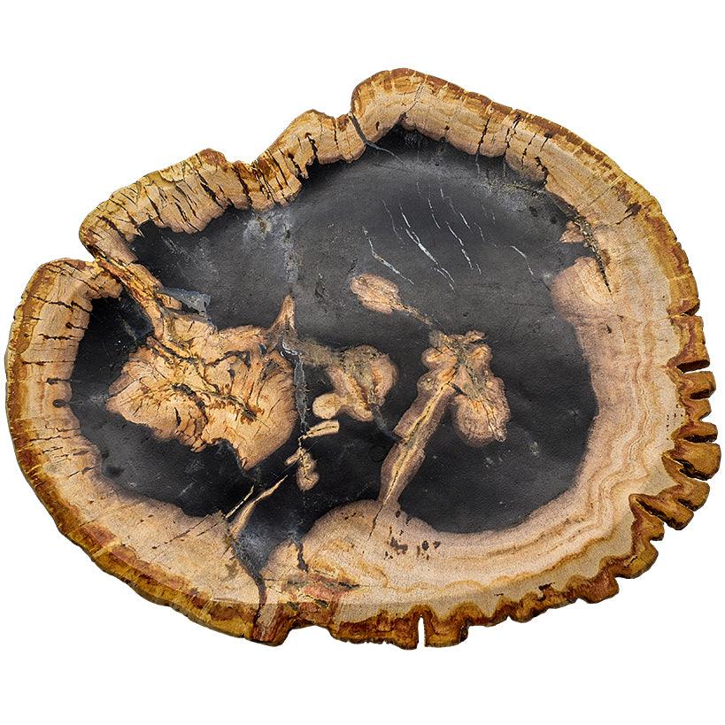 PETRIFIED WOOD PLATE - Chora Mykonos